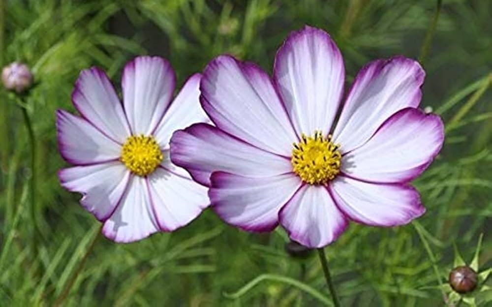 Cosmos Lila Rot Weiß Mischung Blumensamen a farbenfroh Garten Schau