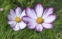 Cosmos Lila Rot Weiß Mischung Blumensamen a farbenfroh Garten Schau