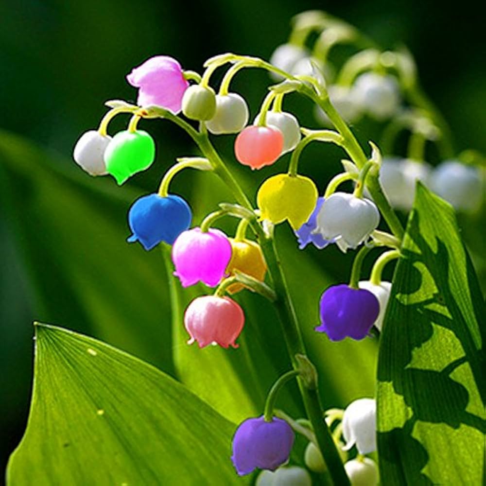 Gemischt Bell Orchidee Blumensamen zur Aussaat – pflegeleicht – Traditionssorte & ohne Gentechnik Samen Hausgarten