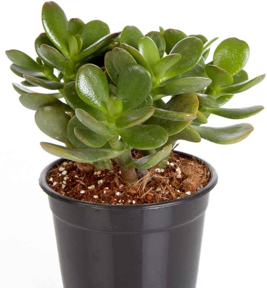 Crassula Blumensamen zur Aussaat – Drought verträglich – Traditionssorte & ohne Gentechnik Samen Hausgarten