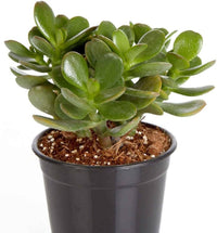 Crassula Blumensamen zur Aussaat – Drought verträglich – Traditionssorte & ohne Gentechnik Samen Hausgarten