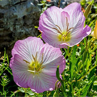 Weiß Rosa Primel Malacoides Samen Blumensamen zur Aussaat leuchtend Traditionssorte & ohne Gentechnik Samen Hausgarten