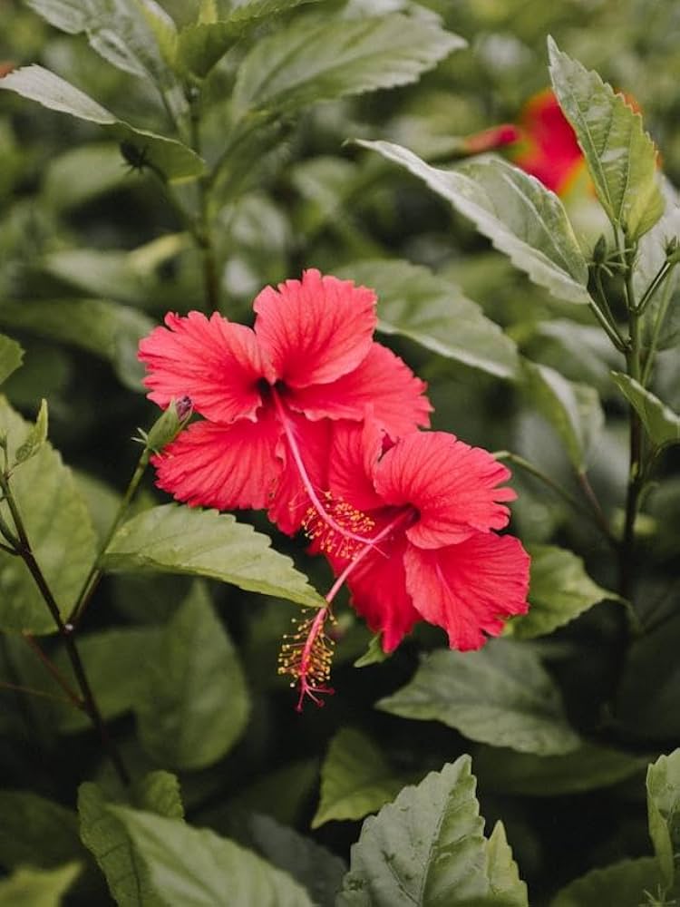 Hibiskus Samen zur Aussaat Hibiskus Rosa-Sinensis tropisch Blume Beet border