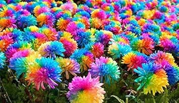 Chrysanthemum perennial blume samen for anpflanzung shade tolerant heirloom & gmo free samen for home garten 
 
 sale samen for home garten anpflanzung