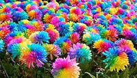 Chrysanthemum perennial blume samen for anpflanzung shade tolerant heirloom & gmo free samen for home garten 
 
 sale samen for home garten anpflanzung