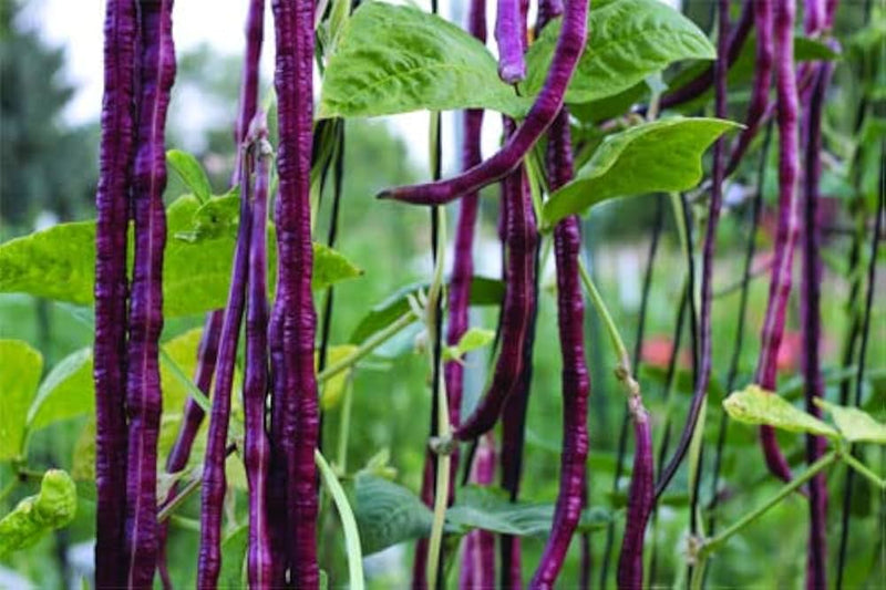 Semillas de hortaliza de Rot Unguiculata para plantar