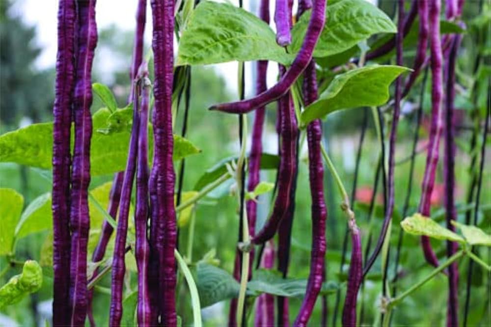 Rot Unguiculata Gemüse zum Pflanzen Samen