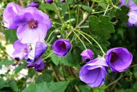 Violet abutilon blume samen for anpflanzung - bright blooms, heirloom & gmo free samen for home garten
 
 sale samen for home garten