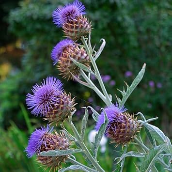 Cynara blume samen for anpflanzung compact growth heirloom & gmo free samen for home garten 
 
 sale for anpflanzung in home garten