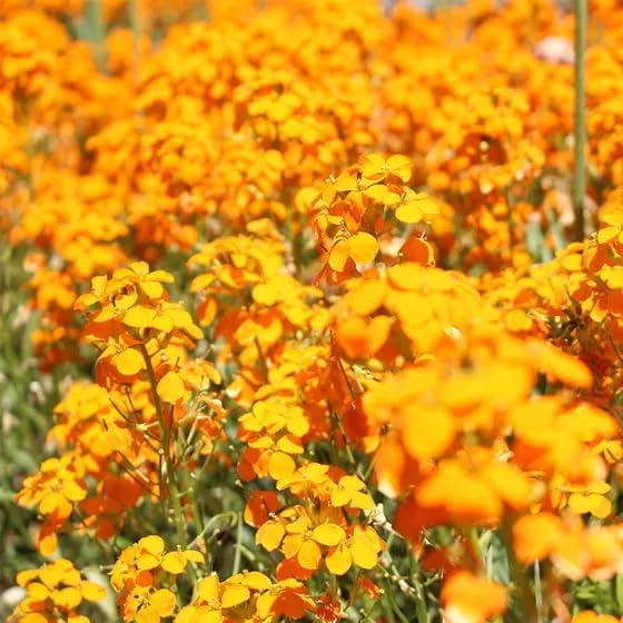 Orange Siberian Wallflower Samen leuchtend Garten Accents