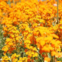 Orange Siberian Wallflower Samen leuchtend Garten Accents