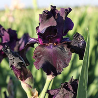 Bearded Iris Gemischt Rhizome Blumensamen