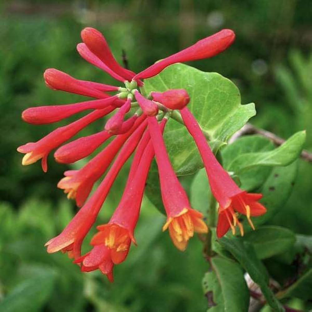 Honeysuckle Vine Lonicera spp Blumensamen zur Aussaat Garten Trellis und Fence