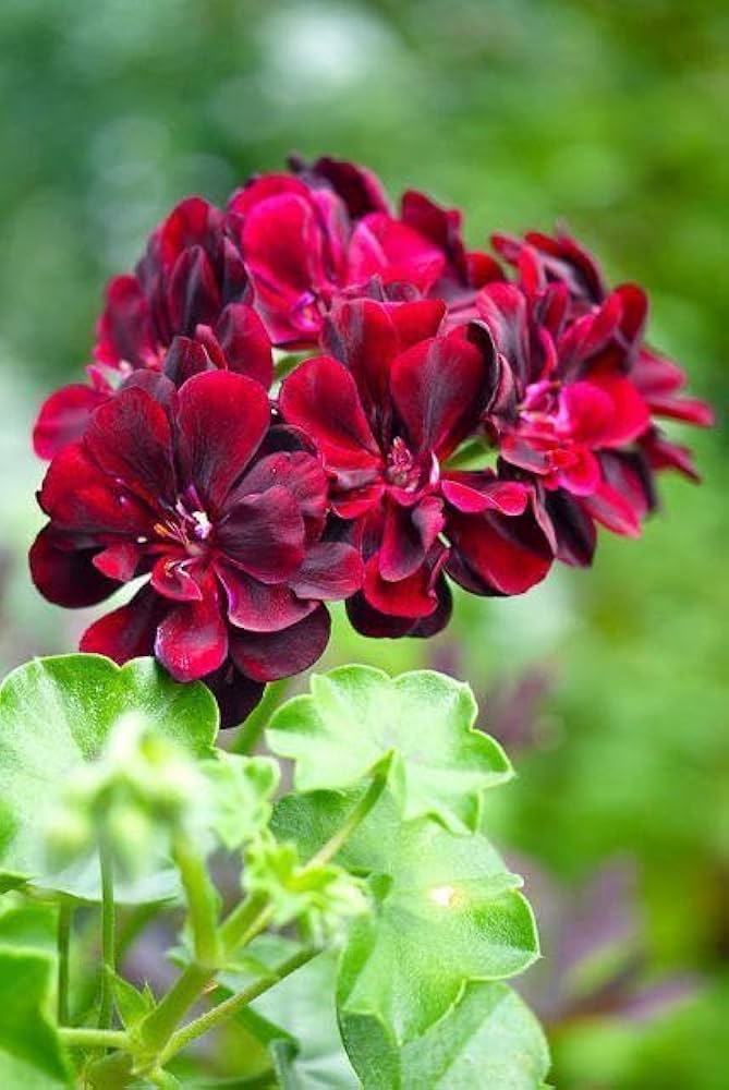 dunkel Bordeaux Geraniums Blumensamen zur Aussaat sonnenliebend Traditionssorte & ohne Gentechnik Samen Hausgarten