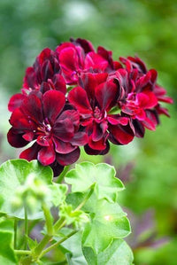 dunkel Bordeaux Geraniums Blumensamen zur Aussaat sonnenliebend Traditionssorte & ohne Gentechnik Samen Hausgarten