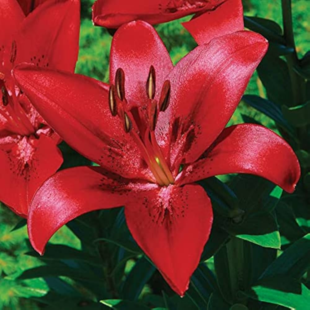 Lilie Samen zur Aussaat Lilium Asiatic Blume Beet border Garten