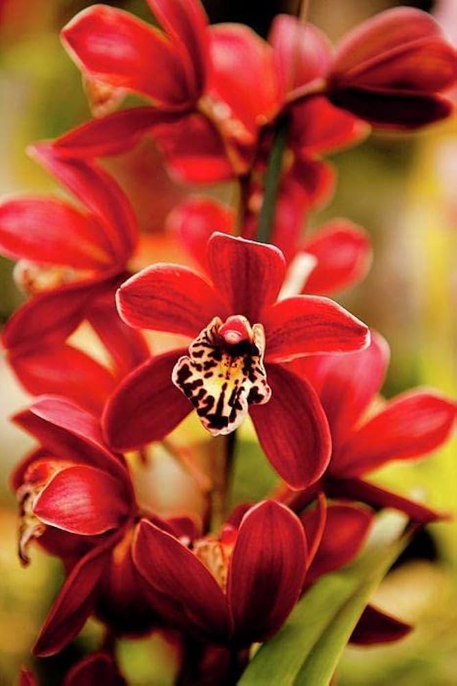 Kastanienrot Schmetterlingsorchidee Orchidee Blumensamen zur Aussaat – leuchtend – Traditionssorte & ohne Gentechnik Samen Hausgarten