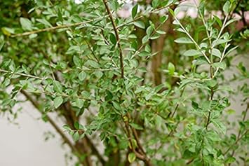 Lawsonia inermis blume samen for anpflanzung drought tolerant heirloom & gmo free samen for home garten 
 
 sale for anpflanzung in home garten