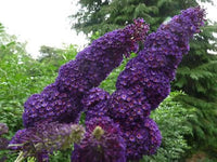 Sommerflieder Samen zur Aussaat Buddleja Davidii Schmetterling Garten Blume border