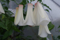 Chilean (chilean bell) samen for anpflanzung in home garten