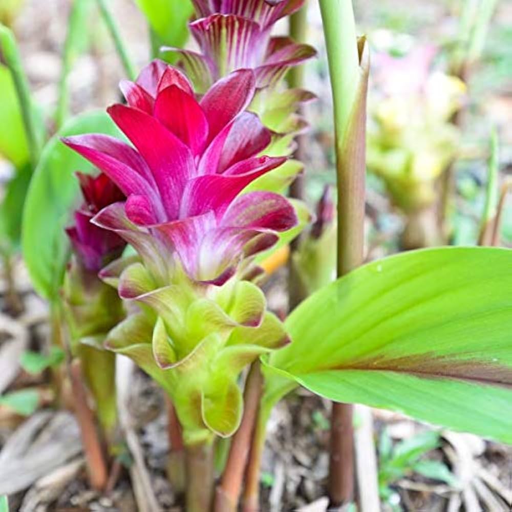 selten Rhizoma Curcuma Blumensamen