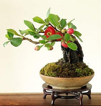 Rot quince blume samen for anpflanzung - shade tolerant, heirloom & gmo free samen for home garten
 
 sale samen for home garten