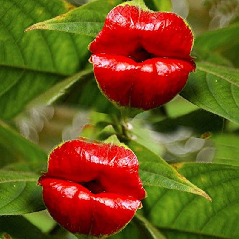 Blazing rot lips blume samen