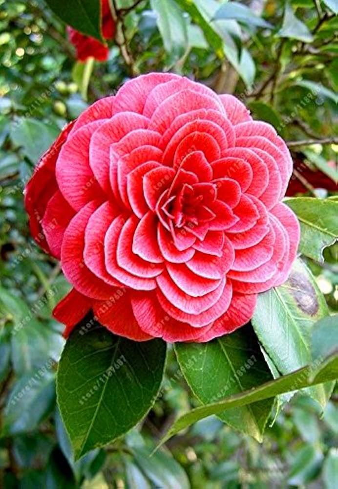 Colored semi blume pflanze samen for diy