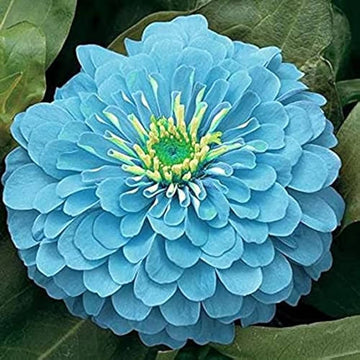 Sky blau zinnia blume samen for anpflanzung - perfect for borders, heirloom & gmo free samen for home garten
 
 sale for anpflanzung in home garten