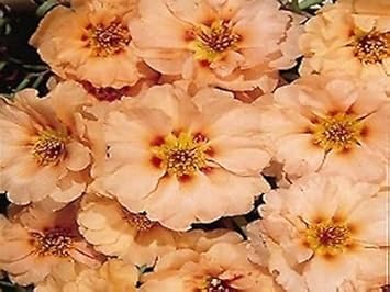 Cream portulaca blume samen for anpflanzung - compact growth, heirloom & gmo free samen for home garten
 
 sale samen for home garten