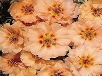 Cream portulaca blume samen for anpflanzung - compact growth, heirloom & gmo free samen for home garten
 
 sale samen for home garten