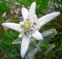 Edelweiss Blumensamen zur Aussaat Leontopodium Alpinum Stein Gärten