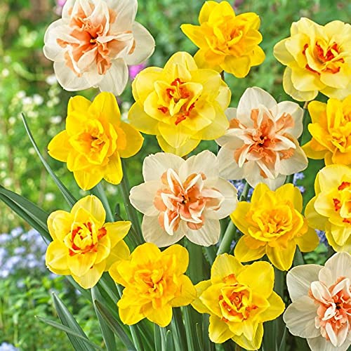 gefüllt Gemischt Petals Narzisse Narzisse Blumensamen zur Aussaat robust Sorte Traditionssorte & ohne Gentechnik Samen Hausgarten