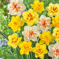gefüllt Gemischt Petals Narzisse Narzisse Blumensamen zur Aussaat robust Sorte Traditionssorte & ohne Gentechnik Samen Hausgarten