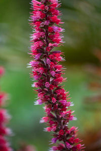 Echium Baum Echium spp Samen zur Aussaat Blume Beet und Garten