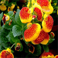Calceolaria Zapatilla Blumensamen zur Aussaat – robust Sorte – Traditionssorte & ohne Gentechnik Samen Hausgarten