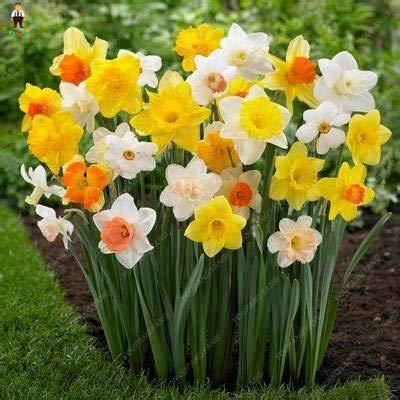 MultiColor Narzisse Blumensamen zur Aussaat Wildblume Mischung Traditionssorte & ohne Gentechnik Samen Hausgarten