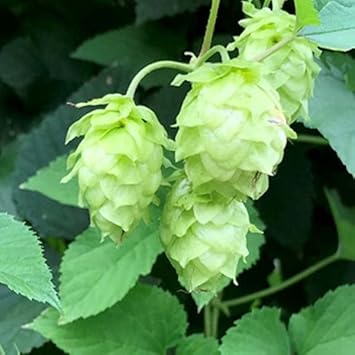 Light grün humulus lupulus blume samen for anpflanzung - long bloom season, heirloom & gmo free samen for home garten
 
 sale for anpflanzung in home garten