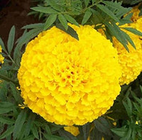 Gelb marigold blume samen for anpflanzung - hardy variety, heirloom & gmo free samen for home garten
 
 sale for anpflanzung in home garten.