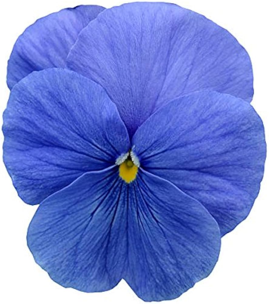 Cloudless sky blau pansy samen for shaded töpfen