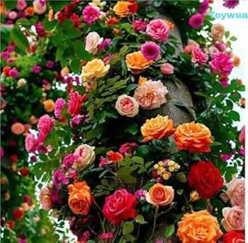 Gemischt Rose Balcony Blumensamen zur Aussaat saisonal Dauerblüher Traditionssorte & ohne Gentechnik Samen Hausgarten