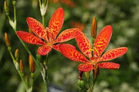 Belamcand blume samen for anpflanzung hardy variety heirloom & gmo free samen for home garten 
 
 sale for anpflanzung in home garten