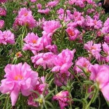 Rosa moss rose blume samen for anpflanzung - colorful display, heirloom & gmo free samen for home garten
sale for anpflanzung in home garten.