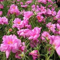 Rosa moss rose blume samen for anpflanzung - colorful display, heirloom & gmo free samen for home garten
 
 sale for anpflanzung in home garten.