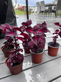 Fresh Buntnessel Blumensamen zur Aussaat – ideal Rabatten – Traditionssorte & ohne Gentechnik Samen Hausgarten