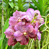 Orchid butterfly blume mixed colors