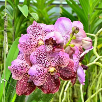 Orchid butterfly blume mixed colors