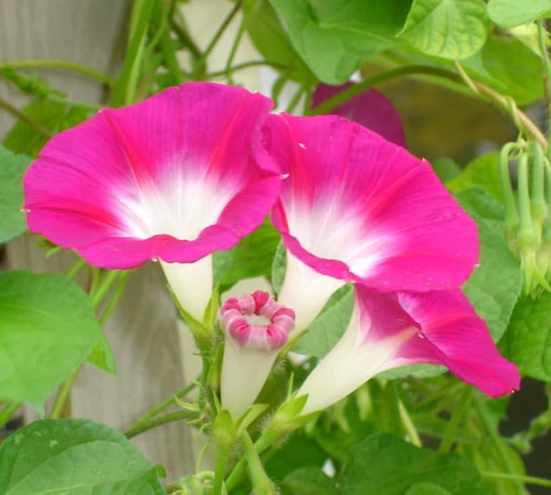 New guinea impatiens divine rosa blume samen for shaded areas