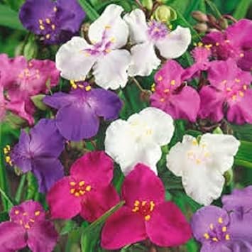 Mixed tradescantia spiderwort blume samen for anpflanzung - seasonal bloomer, heirloom & gmo free samen for home garten
 
 sale for anpflanzung in home garten