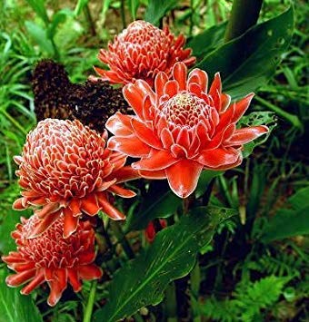 Plat Firm Keimung Blumensamen zur Aussaat saisonal Dauerblüher Traditionssorte & ohne Gentechnik Samen Hausgarten